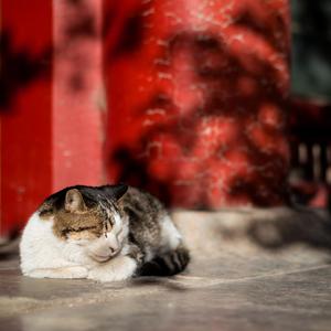 中文无码免费在线观看
